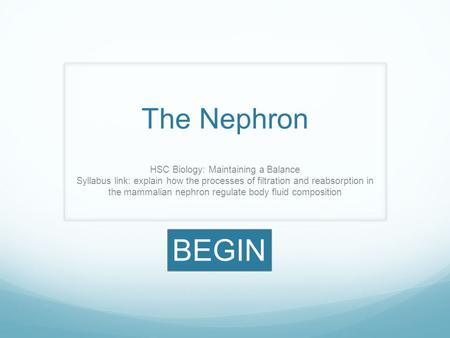 The Nephron HSC Biology: Maintaining a Balance Syllabus link: explain how the processes of filtration and reabsorption in the mammalian nephron regulate.