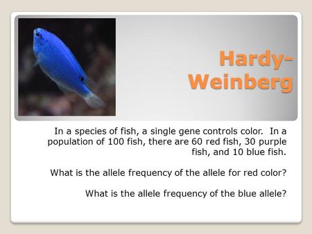 Hardy- Weinberg In a species of fish, a single gene controls color. In a population of 100 fish, there are 60 red fish, 30 purple fish, and 10 blue fish.