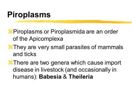 Piroplasms Piroplasms or Piroplasmida are an order of the Apicomplexa