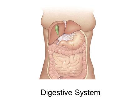 Digestive System. Development of the Digestive System What are the chief derivatives of the primitive gut? Name the embryonic germ layer that lines these.