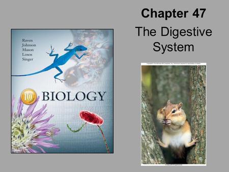 Chapter 47 The Digestive System.