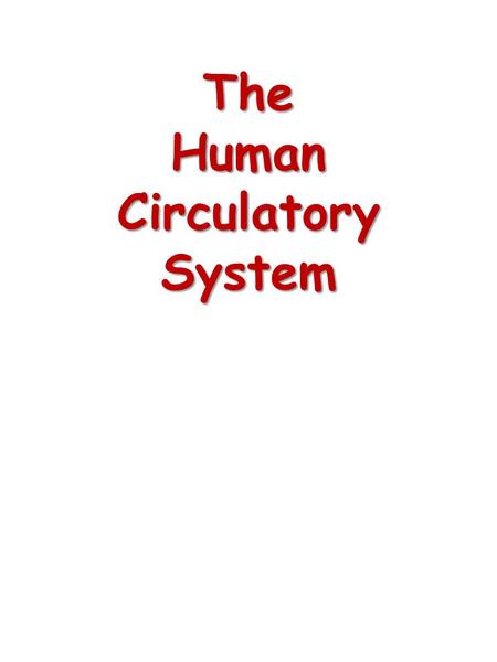 The Human Circulatory System