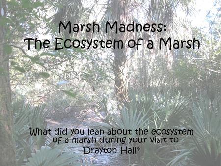Marsh Madness: The Ecosystem of a Marsh What did you lean about the ecosystem of a marsh during your visit to Drayton Hall?