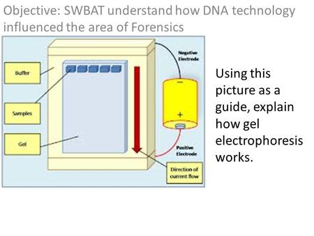 Objective: SWBAT understand how DNA technology influenced the area of Forensics Using this picture as a guide, explain how gel electrophoresis works.