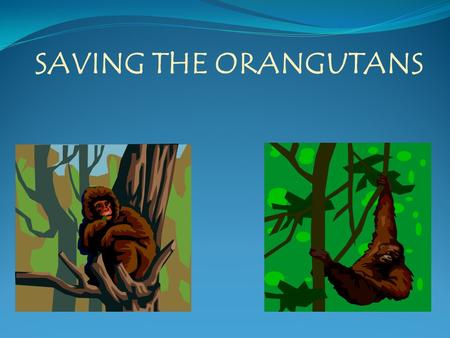 SAVING THE ORANGUTANS. Know Orangutans are dying due to deforestation, diseases, and forest fires caused by palm tree plantation owners. Food Chain Orangutans.