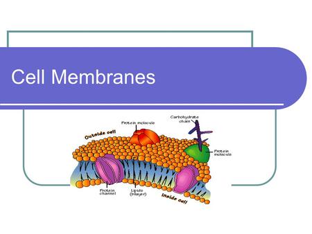 Cell Membranes. Cell membrane Also known as the PLASMA MEMBRANE.