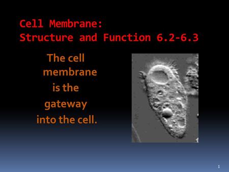 Cell Membrane: Structure and Function