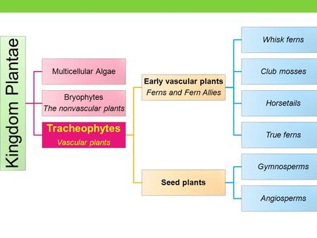 The nonvascular plants
