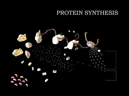 PROTEIN SYNTHESIS.