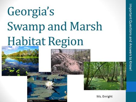 Georgia’s Swamp and Marsh Habitat Region