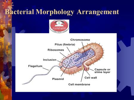 Bacterial Morphology Arrangement