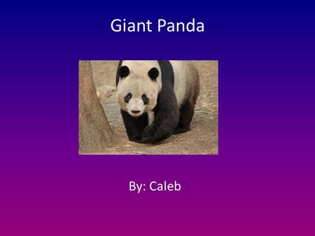 Giant Panda By: Caleb.