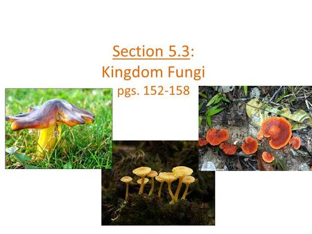 Section 5.3: Kingdom Fungi pgs