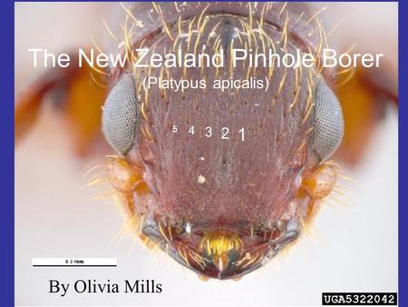 The New Zealand Pinhole Borer (Platypus apicalis) 4 3 5 2 1 By Olivia Mills.