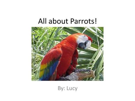 All about Parrots! By: Lucy. Where Parrots Live Parrots live in holes of trees. Some parrots live in Africa or Asia. Parrots live in wet and warm places.