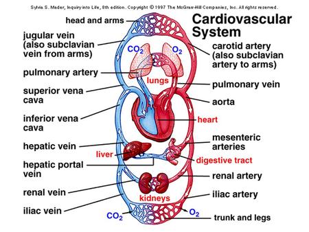 Basic Definitions Arteries carry blood away from the heart