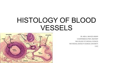 HISTOLOGY OF BLOOD VESSELS