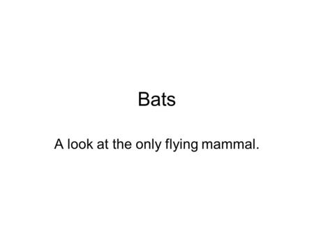 Bats A look at the only flying mammal.. The bat has many parts.