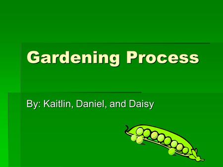 Gardening Process By: Kaitlin, Daniel, and Daisy.