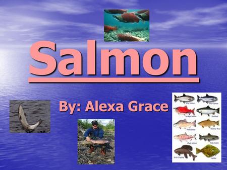 Salmon By: Alexa Grace. Endangered Salmon Facts Logging over the past century has had a devastating impact on the habitat of endangered salmon and steelhead.
