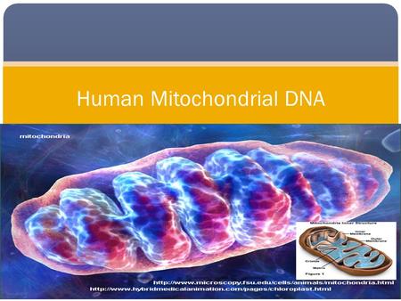 Human Mitochondrial DNA. 1 st Review: Cell Theory All organisms are composed of cells. All cells come from preexisting cells The cell is the basic unit.