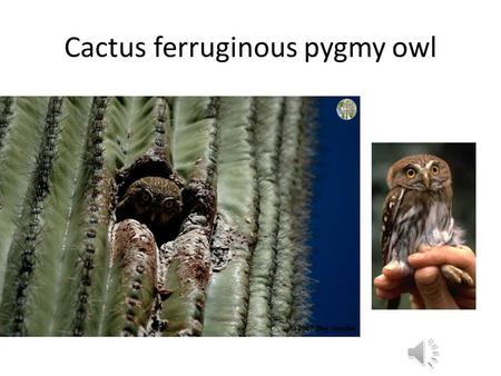 Cactus ferruginous pygmy owl States as the new heroes?