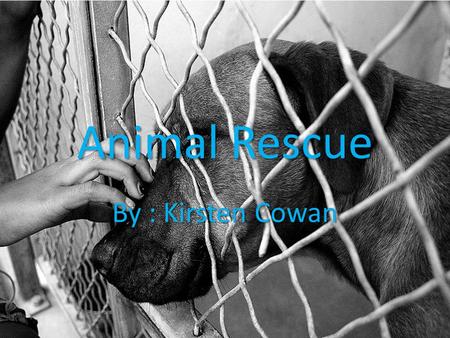 Animal Rescue By : Kirsten Cowan.