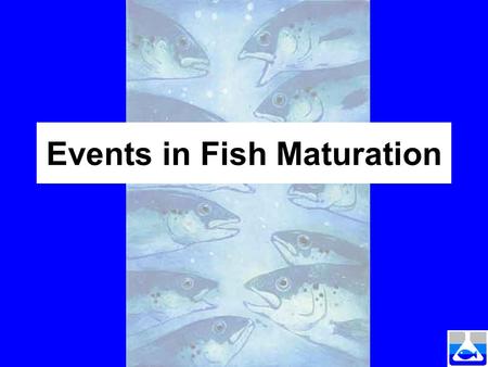 Events in Fish Maturation. Syndel International Canadian owned Private specialist company Fish species only 25 years of service Domestic –Vaccines, parasiticides,
