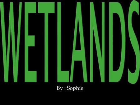 By : Sophie. Wetlands are : Marshes, Swamps, Bogs, Rivers, Streams, Lakes, Riparian's, and many more.