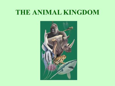 THE ANIMAL KINGDOM.