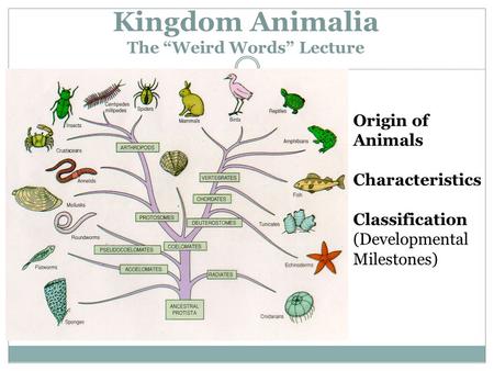 Kingdom Animalia The “Weird Words” Lecture