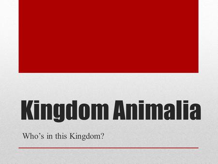 Kingdom Animalia Who’s in this Kingdom?. Animal or Not?