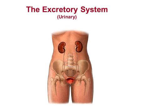 The Excretory System (Urinary)
