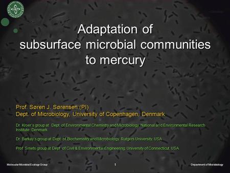 Molecular Microbial Ecology Group Department of Microbiology 1 Adaptation of subsurface microbial communities to mercury Prof. Søren J. Sørensen (PI)