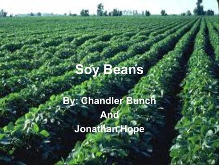 Soy Beans By: Chandler Bunch And Jonathan Hope. How is the crop planted Seed are be planted in cultivated or tilled land by a tractor and a planter which.