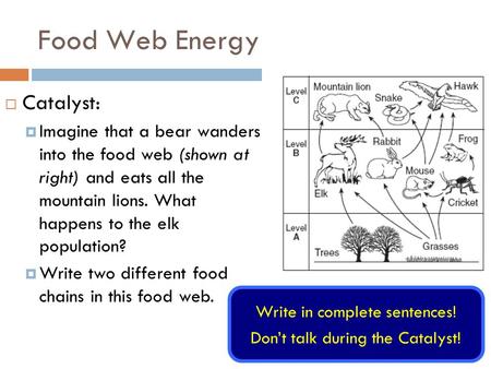 Food Web Energy  Catalyst:  Imagine that a bear wanders into the food web (shown at right) and eats all the mountain lions. What happens to the elk population?