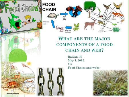 What are the major components of a food chain and web?