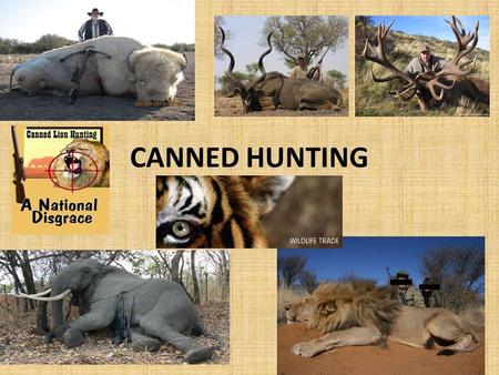 Animal Hunting Right or wrong? - ppt download
