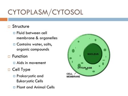 CYTOPLASM/CYTOSOL Structure Function Cell Type
