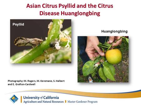 Asian Citrus Psyllid and the Citrus Disease Huanglongbing Psyllid Huanglongbing Photography: M. Rogers, M. Keremane, S. Halbert and E. Grafton-Cardwell.