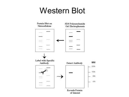 Western Blot 200k 68k 100k 43k MW. Lysis Buffer Lysis Lyse tissue. This requires a lysis buffer: 50mM Tris-HCL (ph7.4), 150mM NaCL, 1% Triton x100 and.