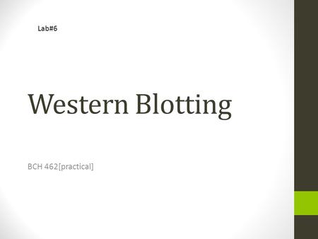 Lab#6 Western Blotting BCH 462[practical].