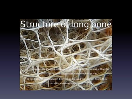 Structure of long bone Bone contains neatly arranged matrix of protein (collagen) fibers along with water and mineral salts (calcium hydroxide & calcium.