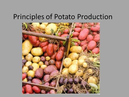 Principles of Potato Production. Varieties of potatoes Potatoes are grown for 2 reasons: 1.Human consumption 2.Seed potatoes There are 3 main types of.
