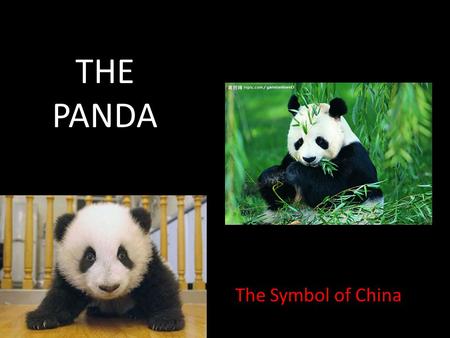 THE PANDA The Symbol of China. The Giant Panda (Ailuropoda melanoleuca) Kingdom – ANIMALIA Phylum – CHORDATA Class – MAMMALIA Order – CARNIVORA Family.