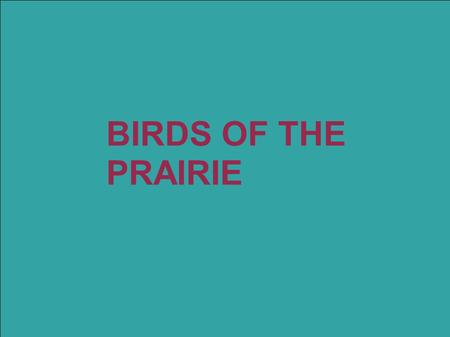 BIRDS OF THE PRAIRIE. Wilson's phalarope Small- about 7.5 inches tall Usually found swimming Long Pointed Beak Colors- Grey wings - White underbelly -