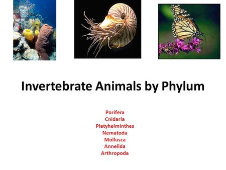 Invertebrate Animals by Phylum