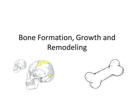 Bone Formation, Growth and Remodeling. Bone formation The Skeleton is formed from two of the strongest and most supportive tissues in the body: Cartilage.