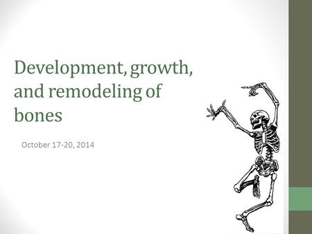 Development, growth, and remodeling of bones