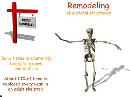 Remodeling of skeletal structures